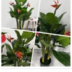 Cây Thiên Điểu Giả 150cm 3 hoa